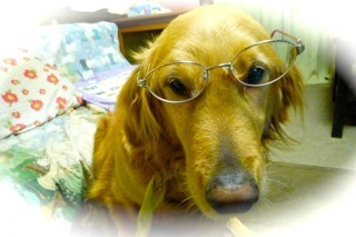 メガネの犬.jpg