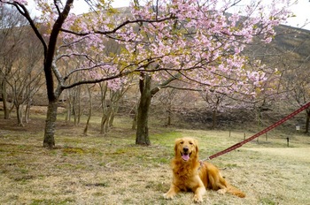 桜とジャンヌ.jpg